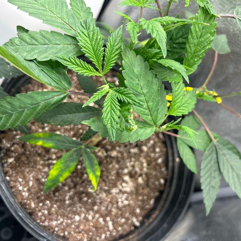 Bully Kush growlog timeline photo