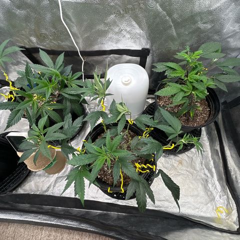 OG RuntZ growlog timeline photo