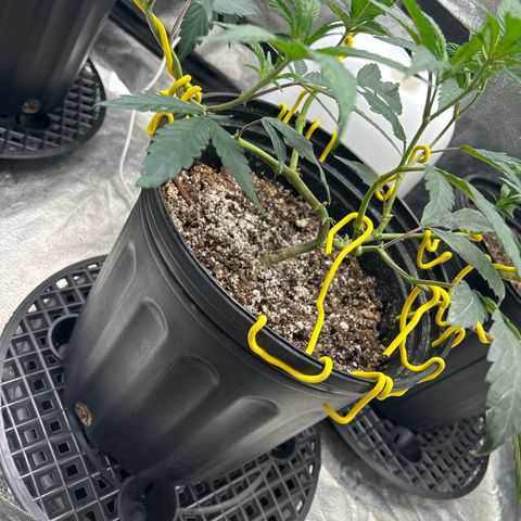 OG RuntZ growlog timeline photo