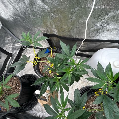 OG RuntZ growlog timeline photo