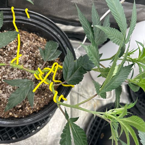 OG RuntZ growlog timeline photo