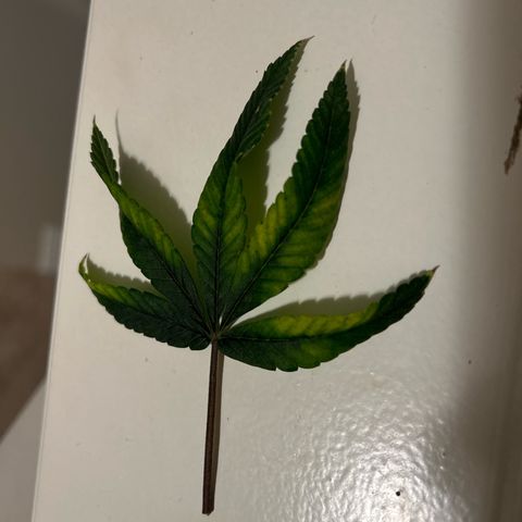Bully Kush growlog photo: Lower leaf