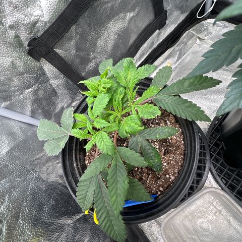 Bully Kush growlog timeline photo