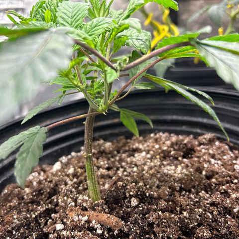 Bully Kush growlog timeline photo