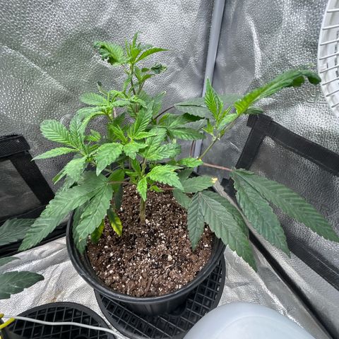 Bully Kush growlog timeline photo