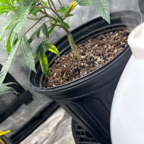 Bully Kush growlog timeline photo