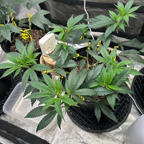 OG RuntZ growlog timeline photo