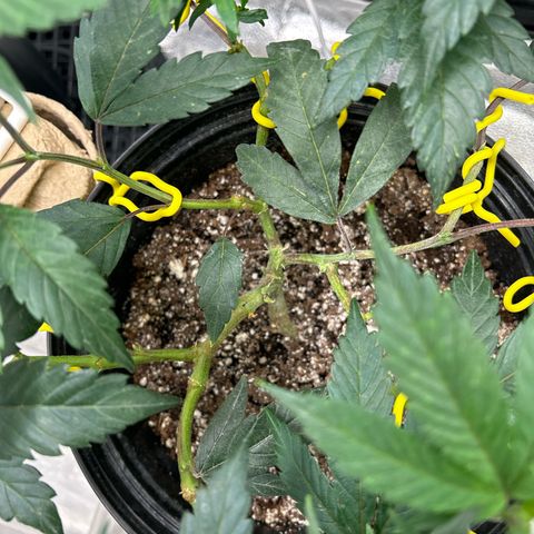 OG RuntZ growlog timeline photo