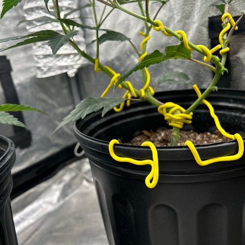 OG RuntZ growlog photo: Plant is still alive with split