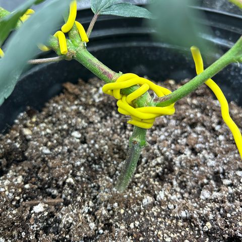OG RuntZ growlog photo: Plant is still alive with split