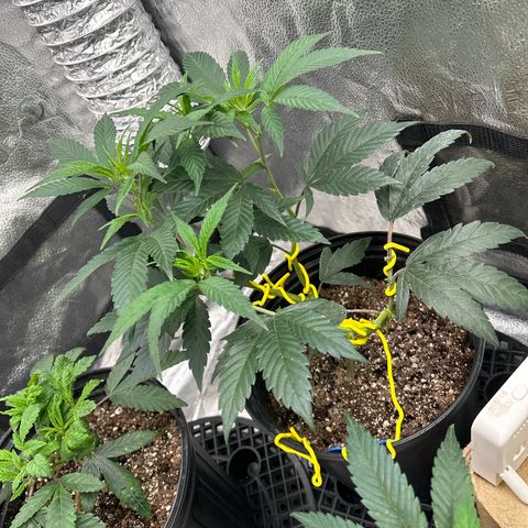 OG RuntZ growlog photo: Plant is still alive with split