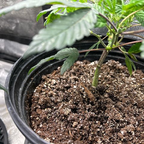 Bully Kush growlog photo: Big topping