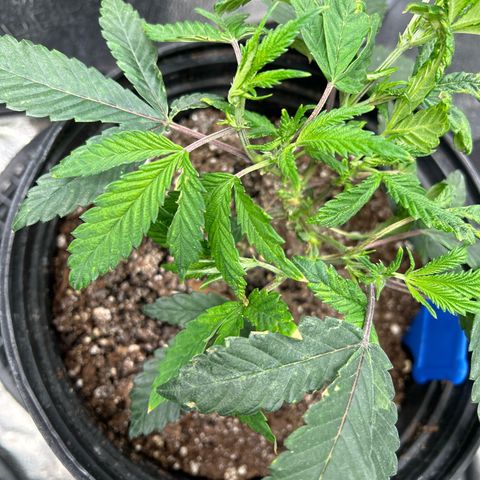 Bully Kush growlog photo: Big topping