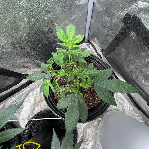 Bully Kush growlog photo: Big topping