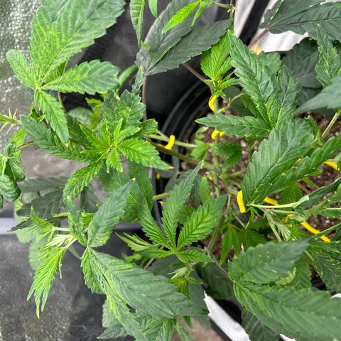 Bully Kush growlog timeline photo