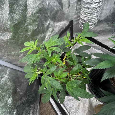 Bully Kush growlog timeline photo