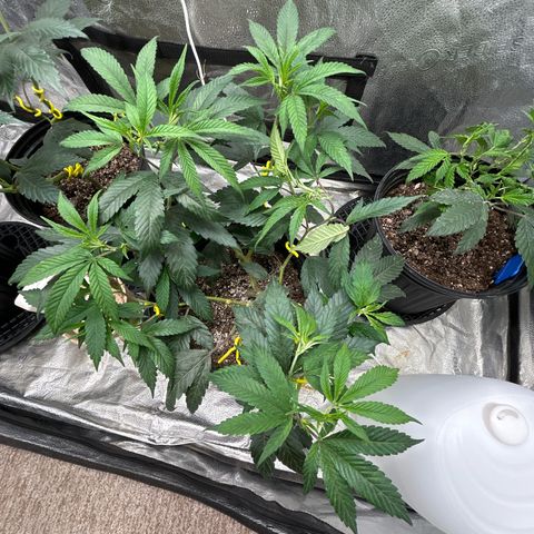 OG RuntZ growlog timeline photo