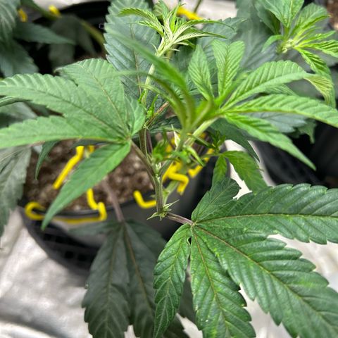 OG RuntZ growlog timeline photo