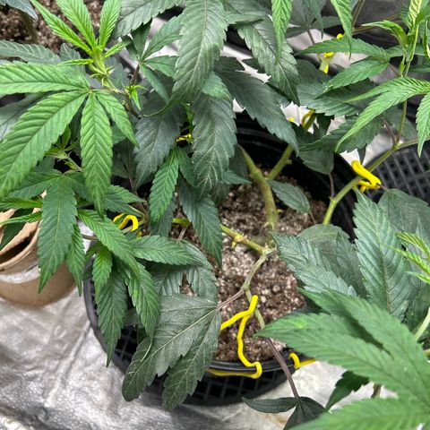 OG RuntZ growlog timeline photo