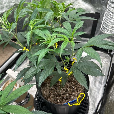 OG RuntZ growlog timeline photo