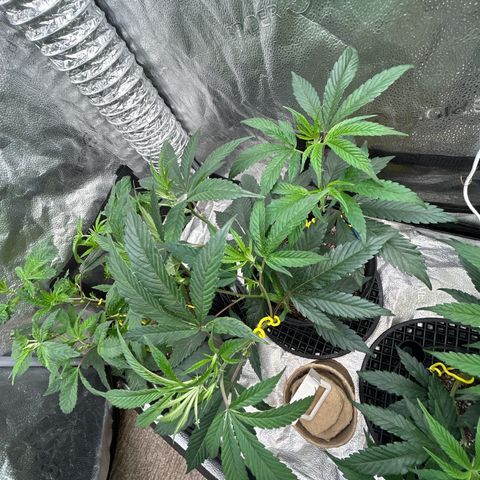 OG RuntZ growlog timeline photo