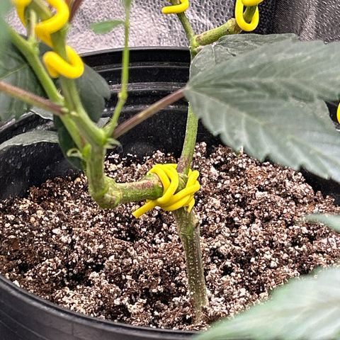 OG RuntZ growlog timeline photo