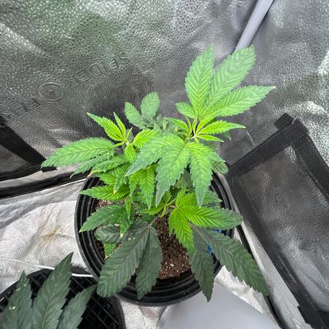 Bully Kush growlog timeline photo