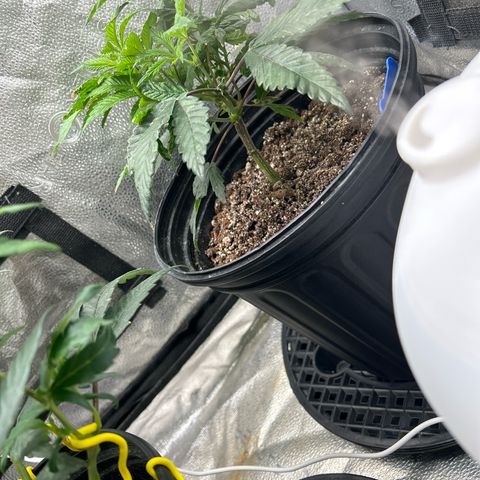 Bully Kush growlog timeline photo