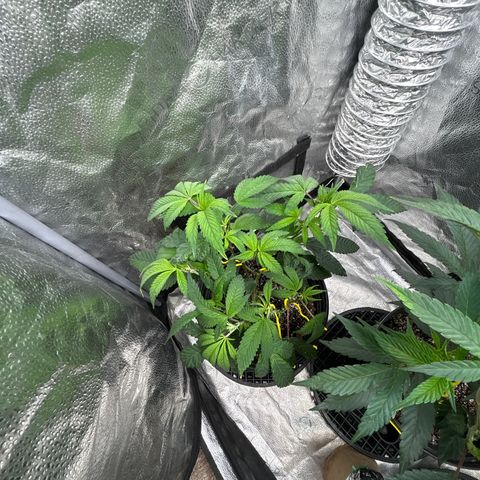 Bully Kush growlog timeline photo