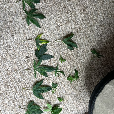 Bully Kush growlog timeline photo
