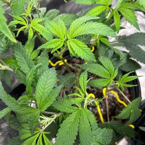 Bully Kush growlog timeline photo