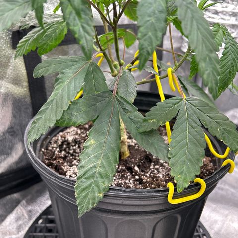 Bully Kush growlog timeline photo