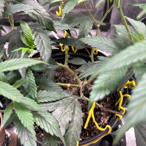 OG RuntZ growlog timeline photo