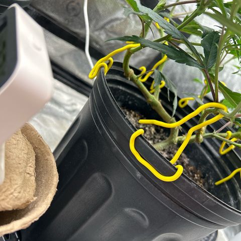 OG RuntZ growlog timeline photo