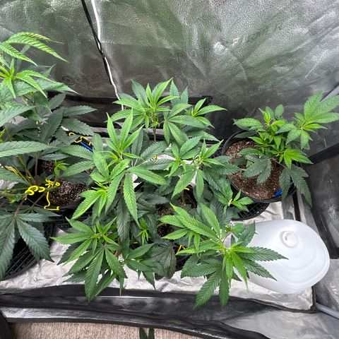 OG RuntZ growlog timeline photo