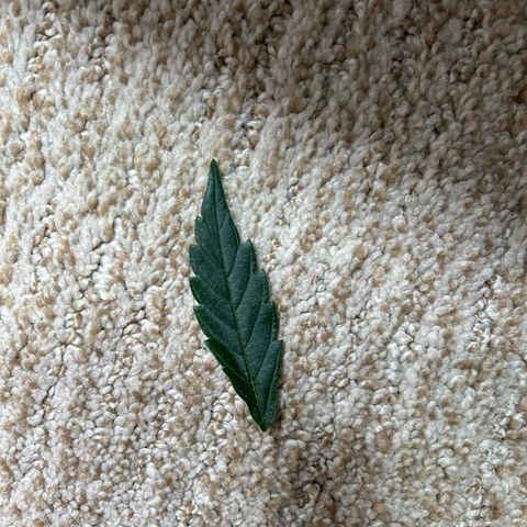 OG RuntZ growlog timeline photo