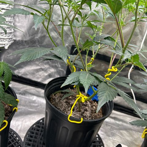 OG RuntZ growlog timeline photo