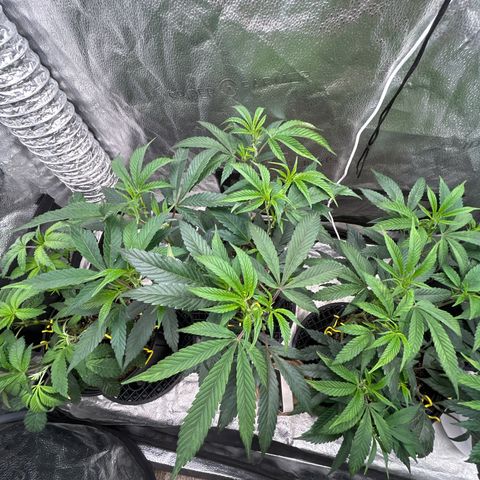 OG RuntZ growlog timeline photo