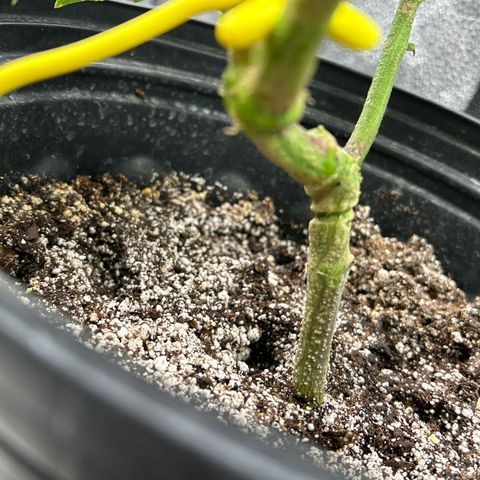 OG RuntZ growlog timeline photo