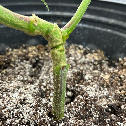OG RuntZ growlog timeline photo