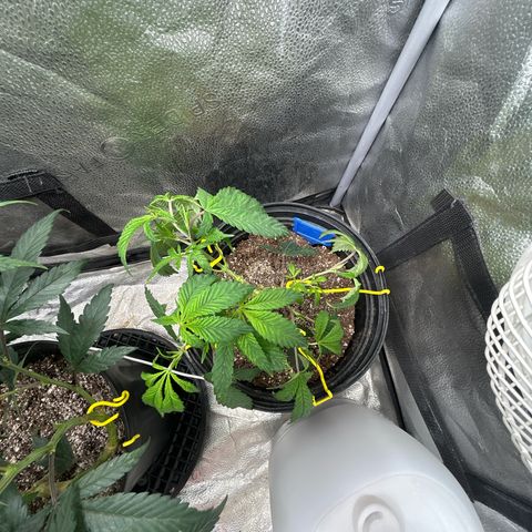 Bully Kush growlog photo: Big topping