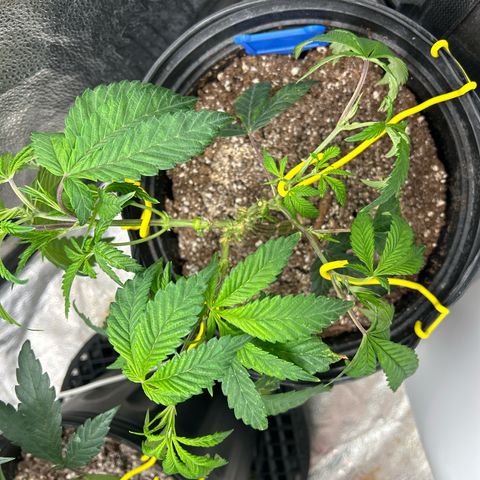 Bully Kush growlog photo: Big topping