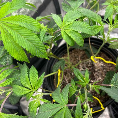 Bully Kush growlog timeline photo