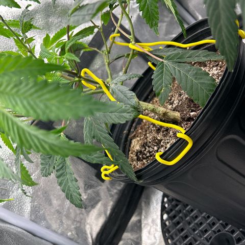 Bully Kush growlog timeline photo