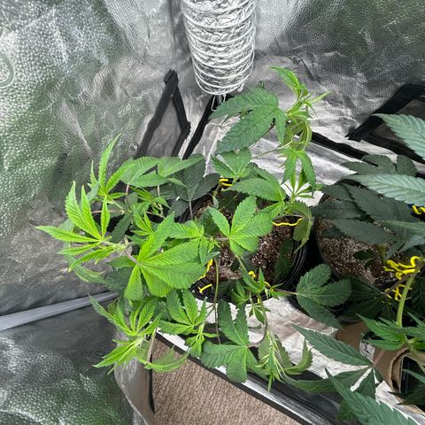 Bully Kush growlog timeline photo