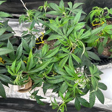 OG RuntZ growlog timeline photo