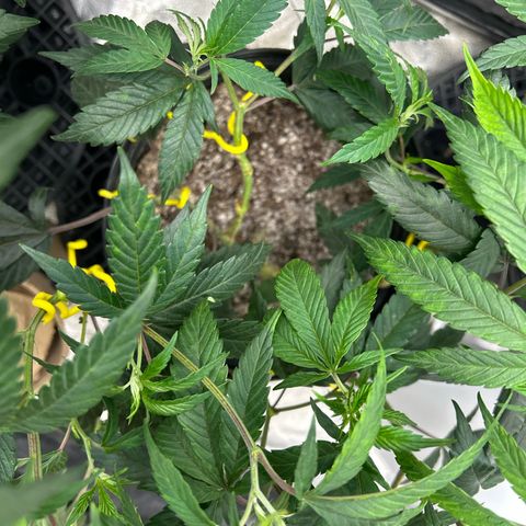 OG RuntZ growlog timeline photo