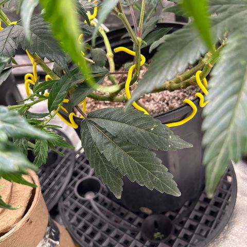 OG RuntZ growlog timeline photo