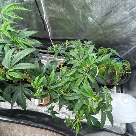 OG RuntZ growlog timeline photo