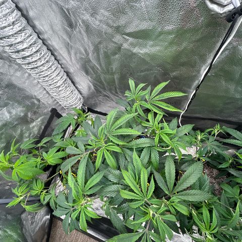 OG RuntZ growlog timeline photo